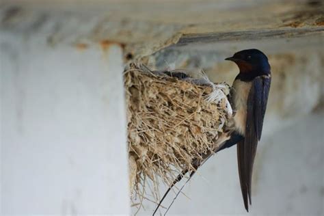 知識含量 如何讓燕子來築巢